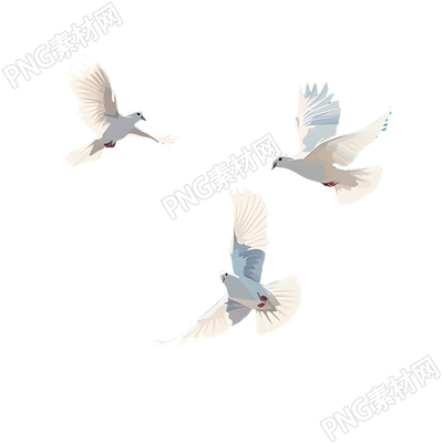白鴿PNG商用插圖