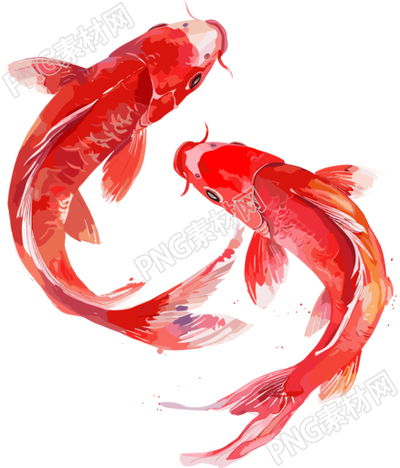 紅色錦鯉中式插畫