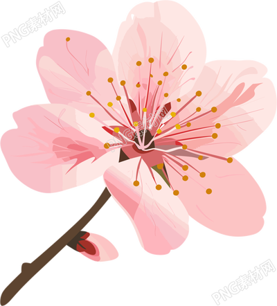 粉色櫻花小清新素材