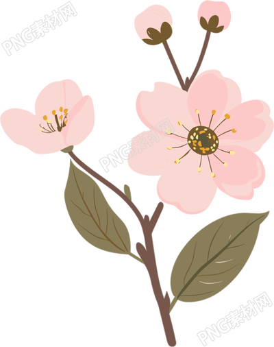 粉色櫻花透明背景插圖