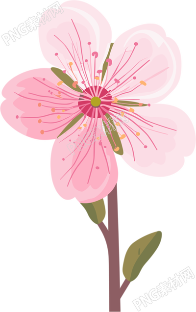 粉色櫻花高清素材