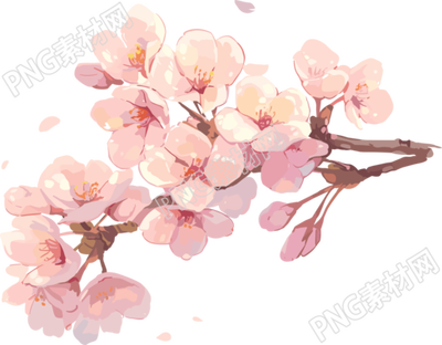 粉色櫻花透明背景插畫