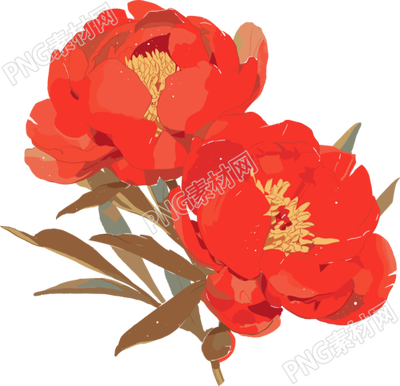 紅牡丹高清插畫