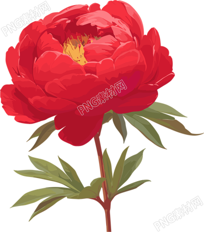 紅牡丹簡約插畫
