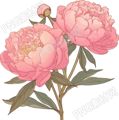 粉色牡丹唯美插畫