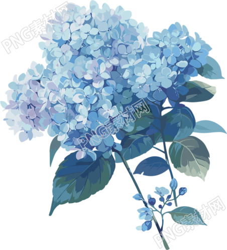 蓝色绣球花商用插画
