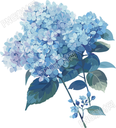 藍(lán)色繡球花商用插畫