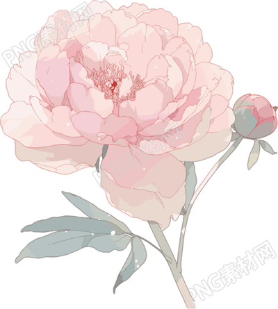 簡約花卉牡丹插圖