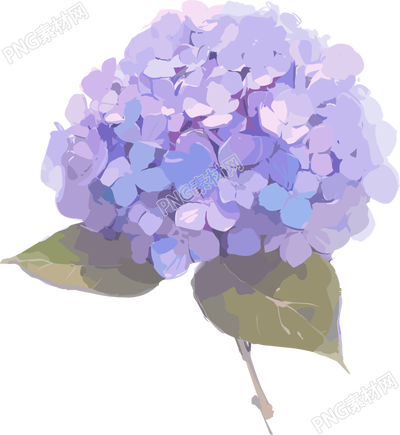 繡球花高清插圖