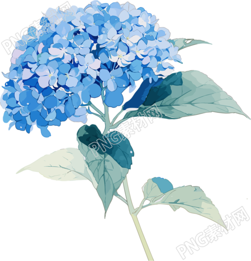绣球花精美插图