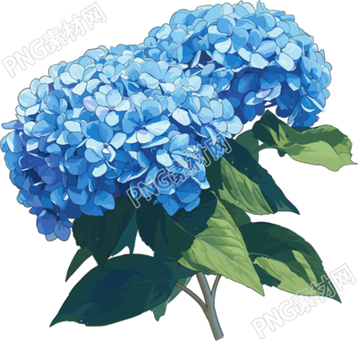 繡球花簡(jiǎn)筆畫(huà)插畫(huà)