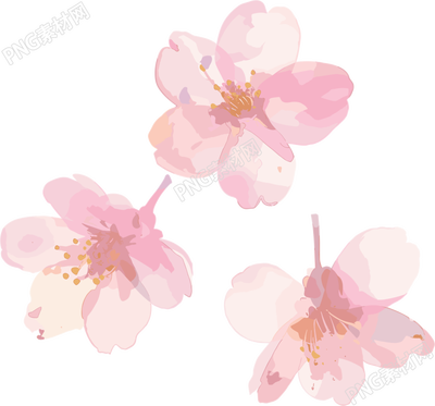 櫻花花瓣高清素材