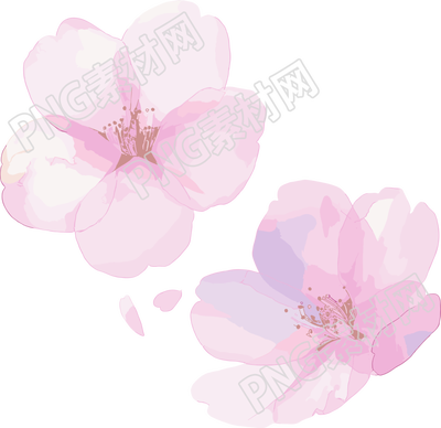 櫻花花瓣水彩風(fēng)插畫(huà)