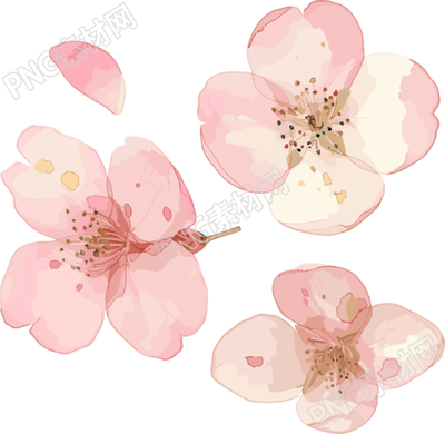 櫻花花瓣商用素材