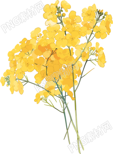 油菜花美麗花束素材