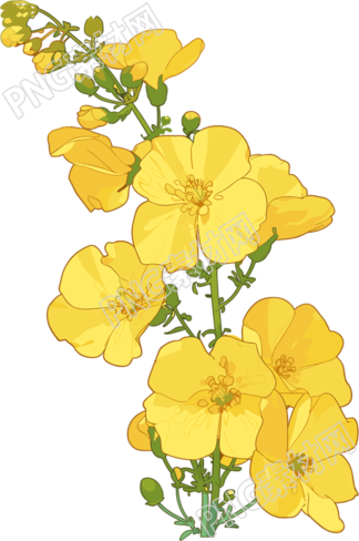 油菜花简约插图