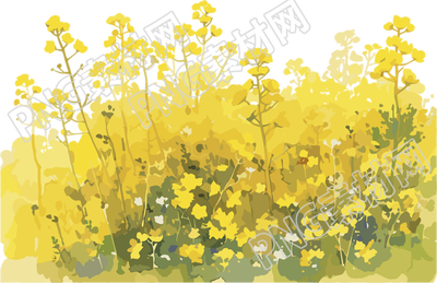油菜花田簡(jiǎn)潔設(shè)計(jì)元素