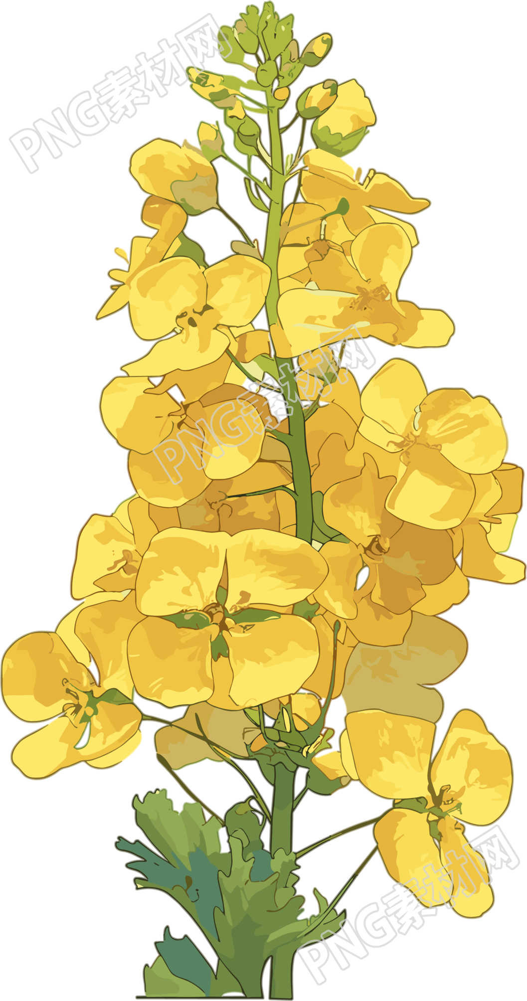 油菜花PNG创意简约素材