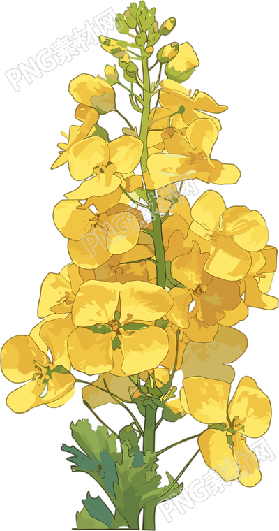 油菜花PNG創(chuàng)意簡(jiǎn)約素材