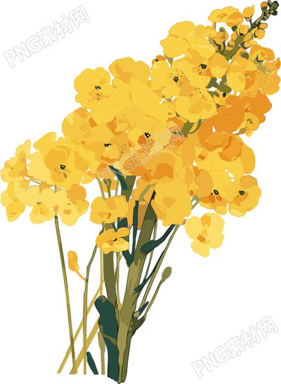 油菜花白底簡(jiǎn)約素材