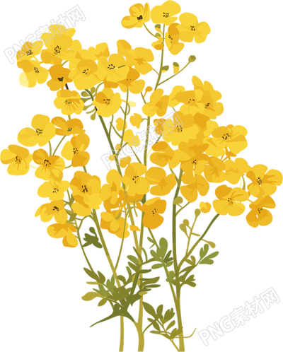 油菜花小清新插畫