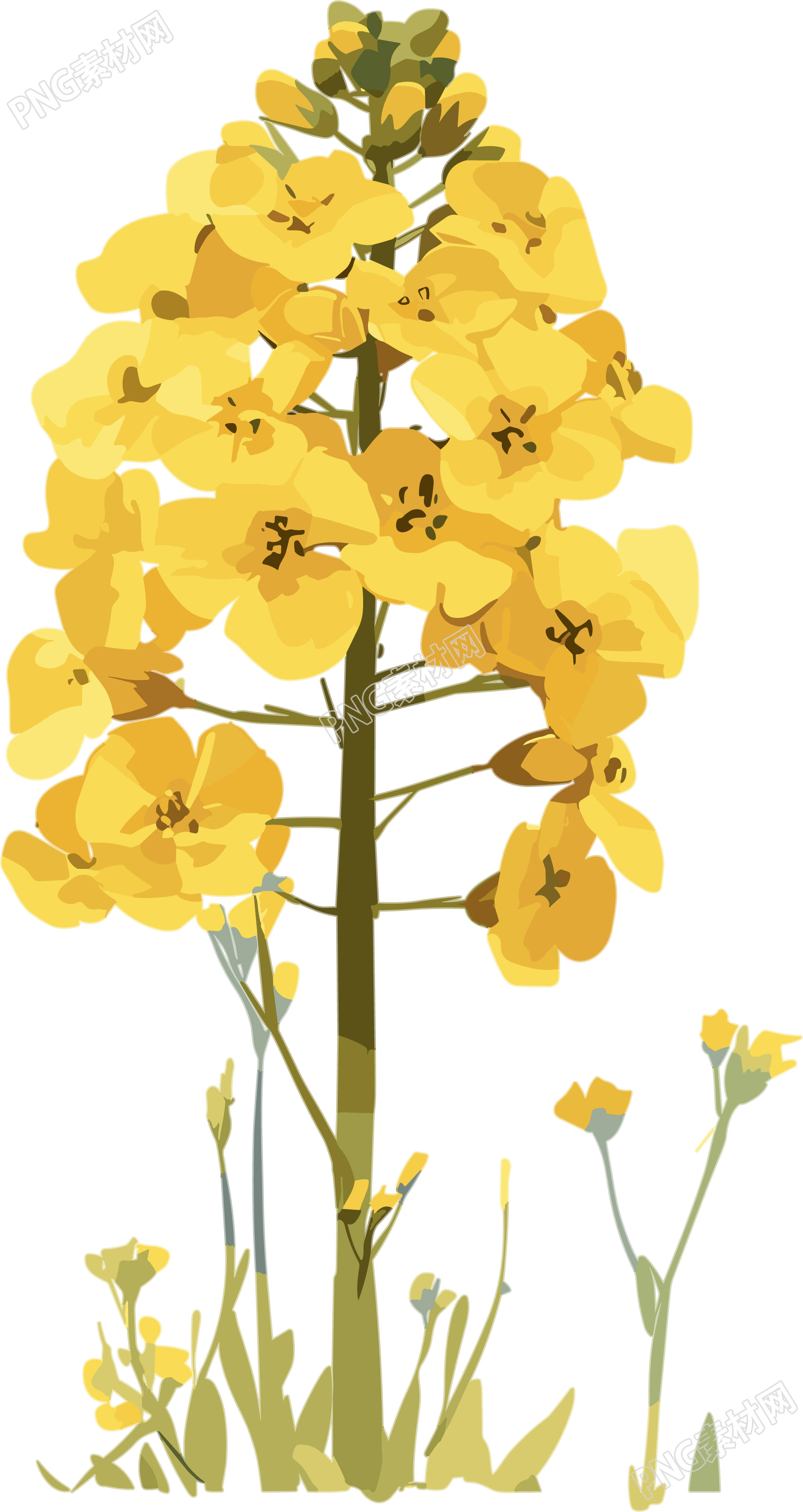 油菜花透明背景插图