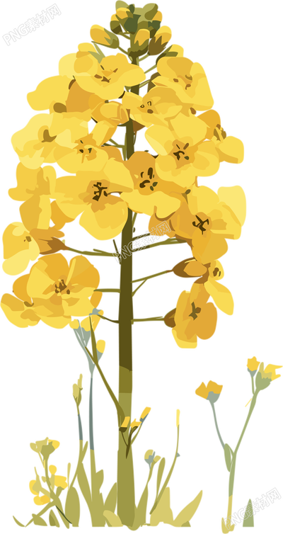 油菜花透明背景插圖