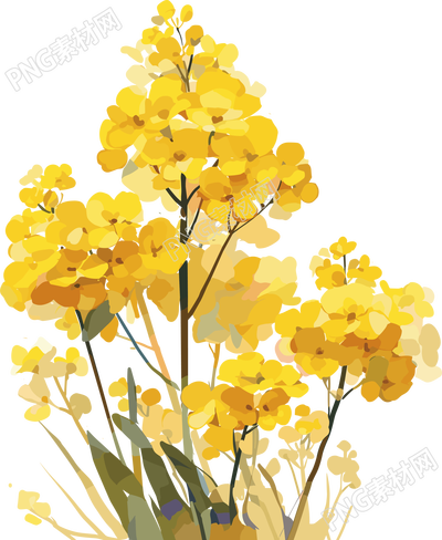 油菜花插畫素材