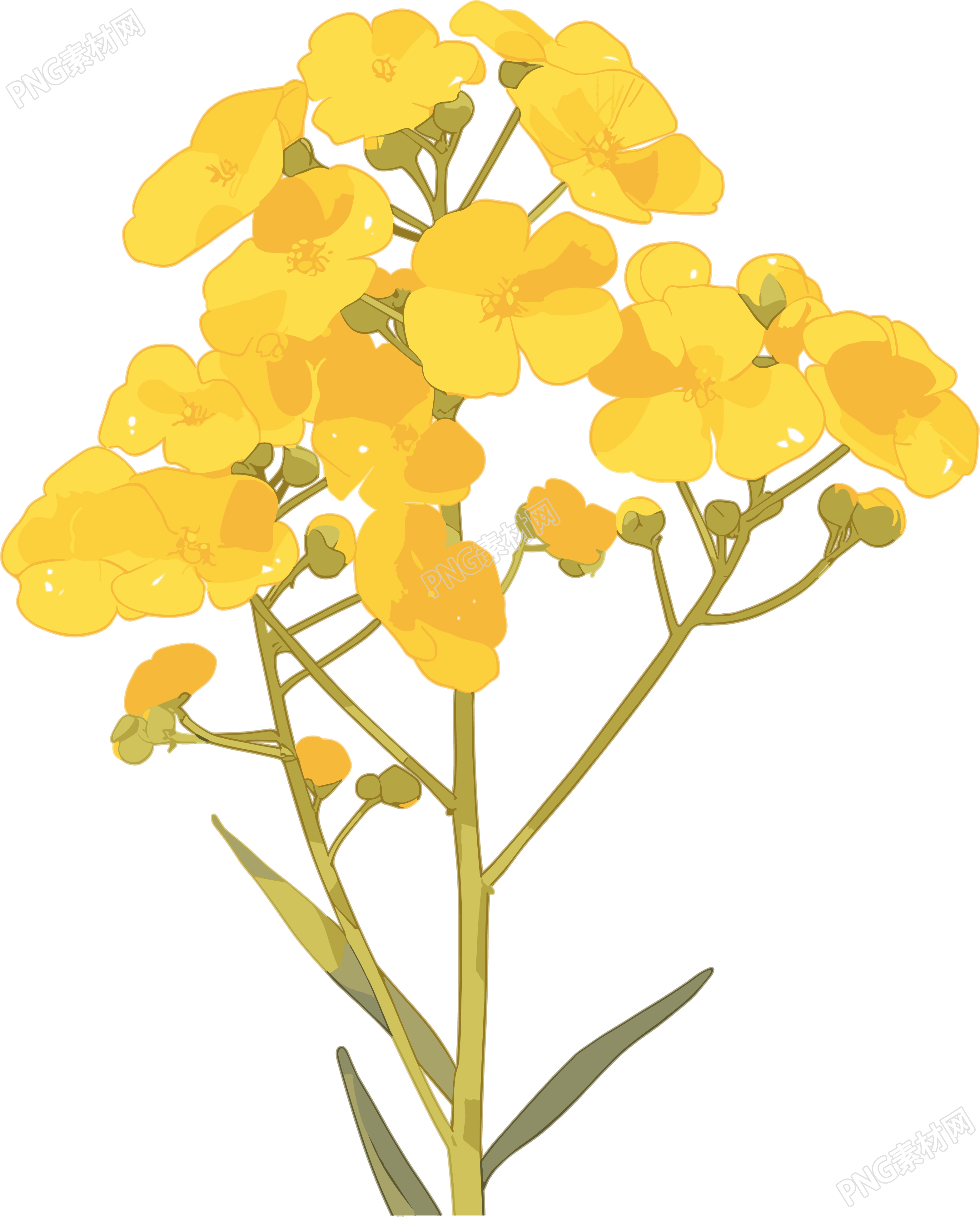 油菜花花瓣素材