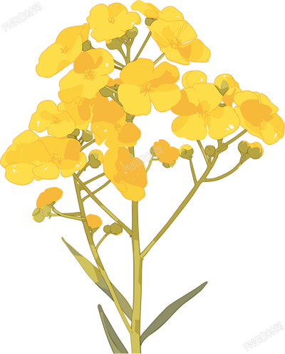 油菜花花瓣素材