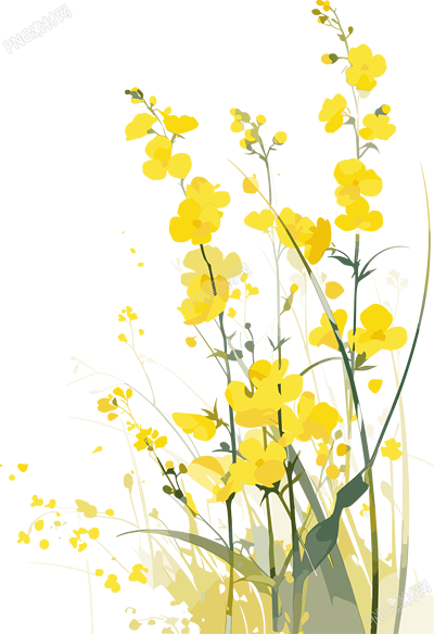 油菜花春天插畫