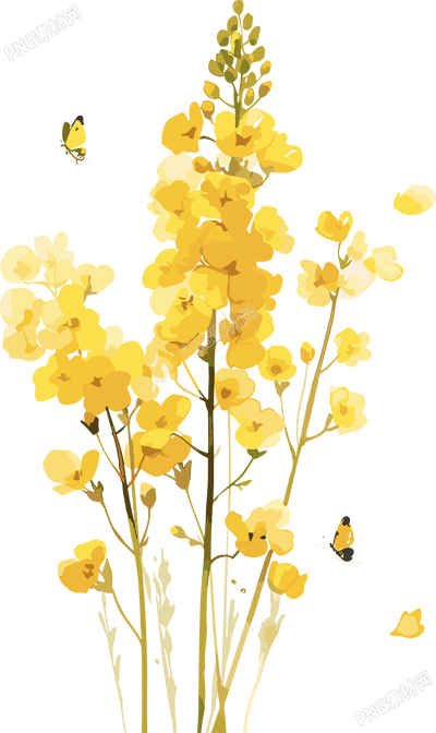油菜花PNG圖形素材