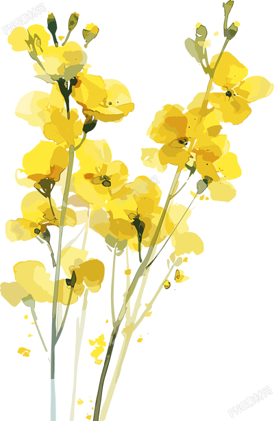 油菜花PNG商業(yè)素材