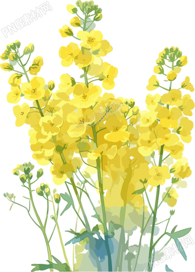 油菜花可商用設(shè)計(jì)素材