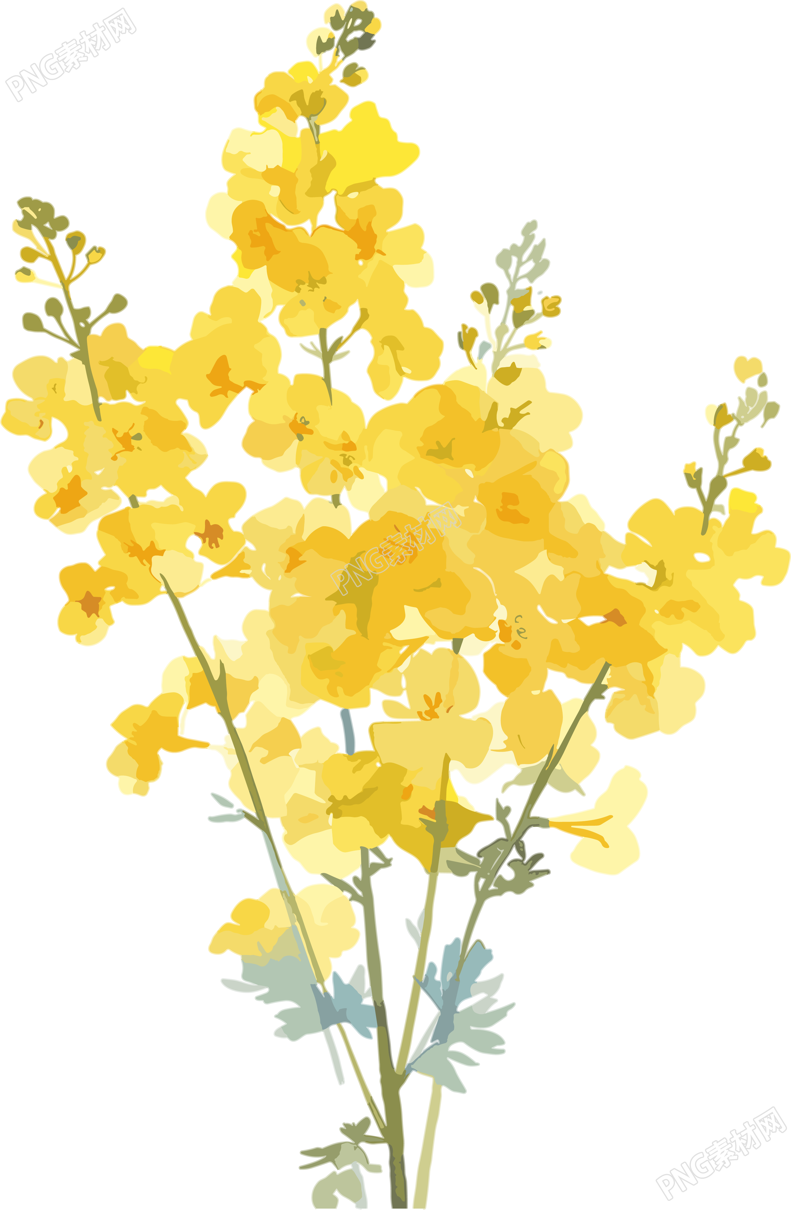 油菜花图案素材