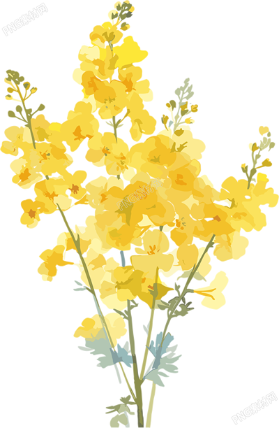 油菜花圖案素材