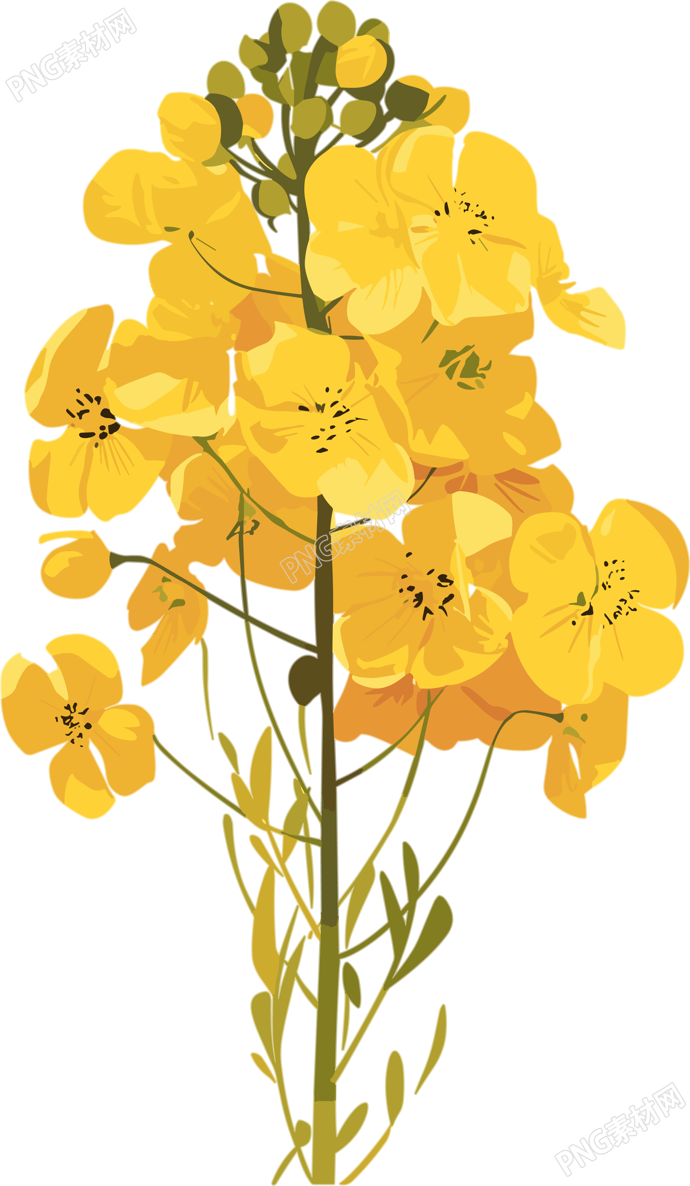 油菜花创意插画