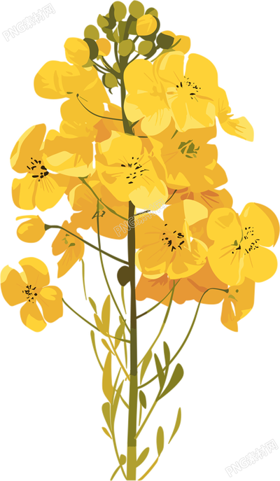 油菜花創(chuàng)意插畫