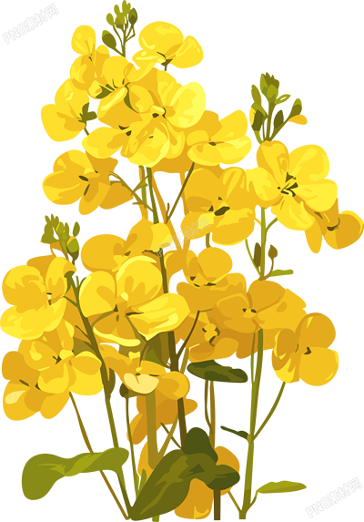 油菜花簡(jiǎn)單素材