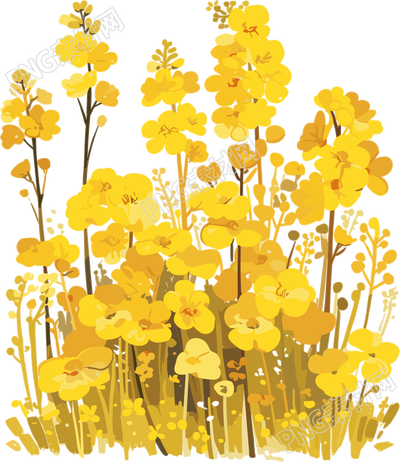 油菜花藝術(shù)插圖