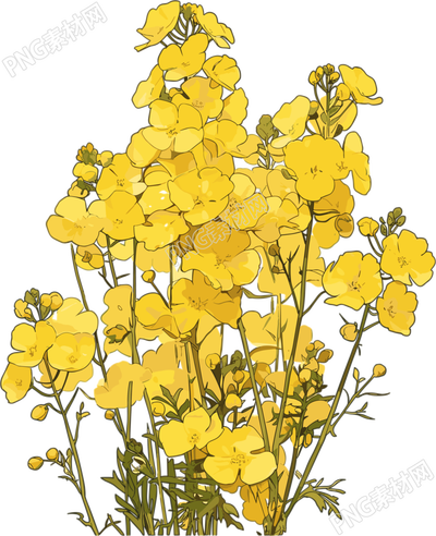 油菜花可商用插畫(huà)
