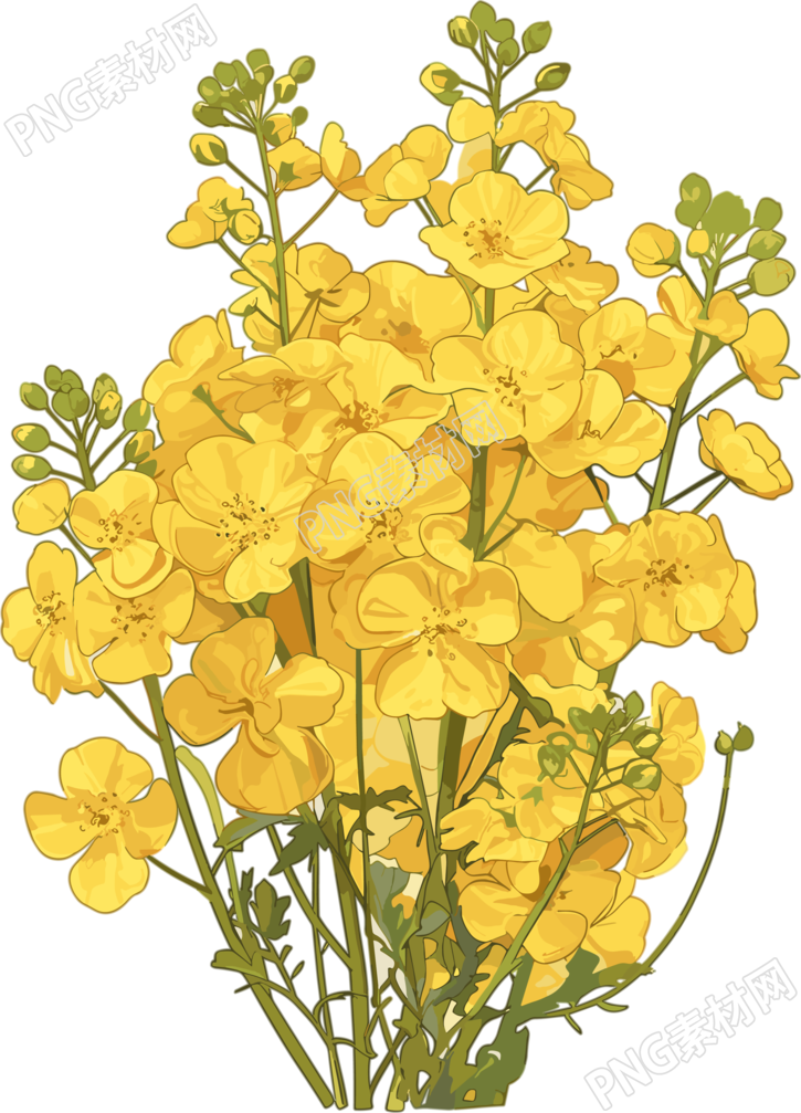 油菜花商用设计元素