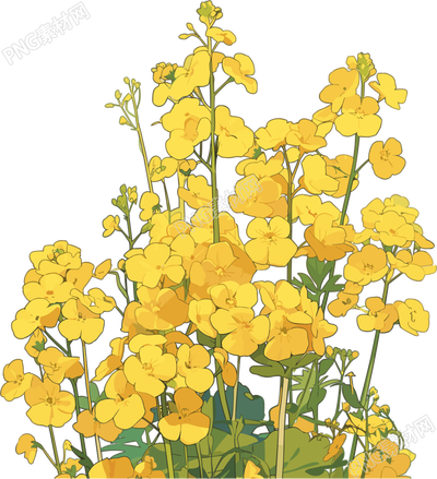 油菜花PNG插圖素材