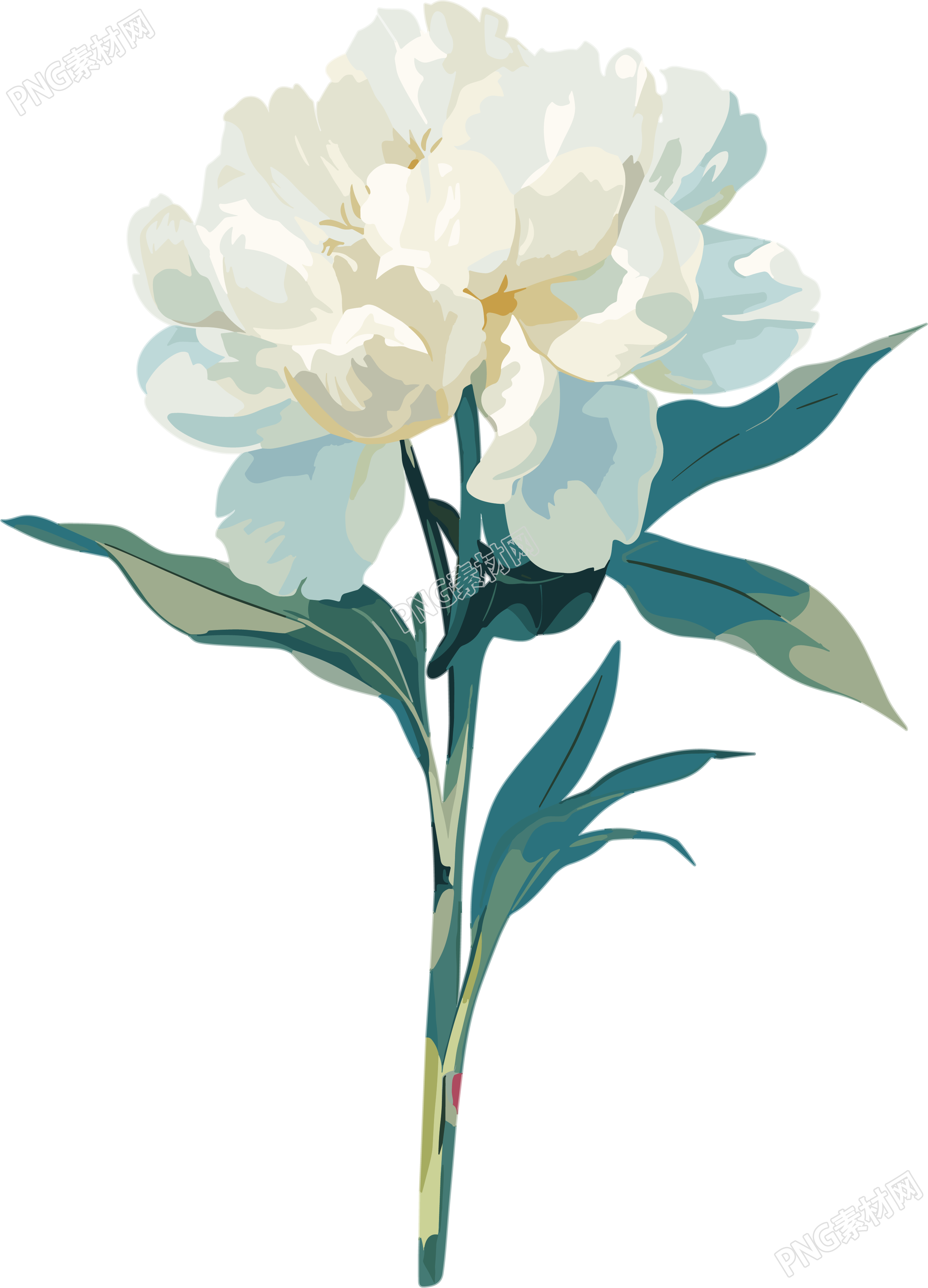 花苞透明背景插图