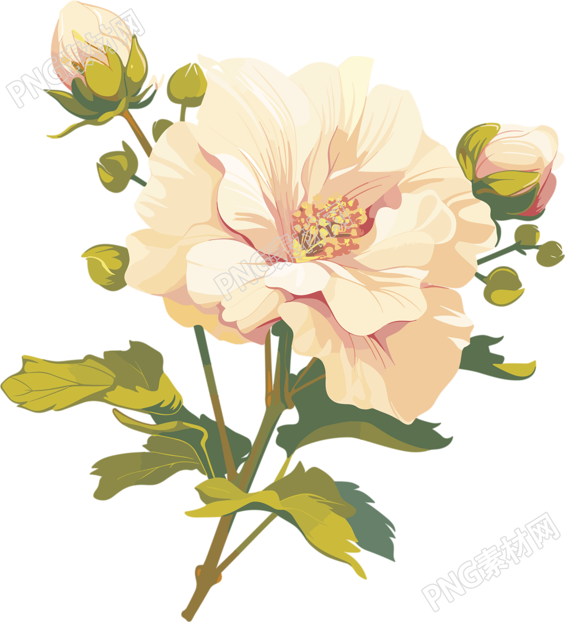 花苞高清图形素材