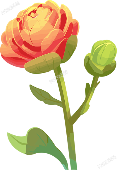花苞高清插畫