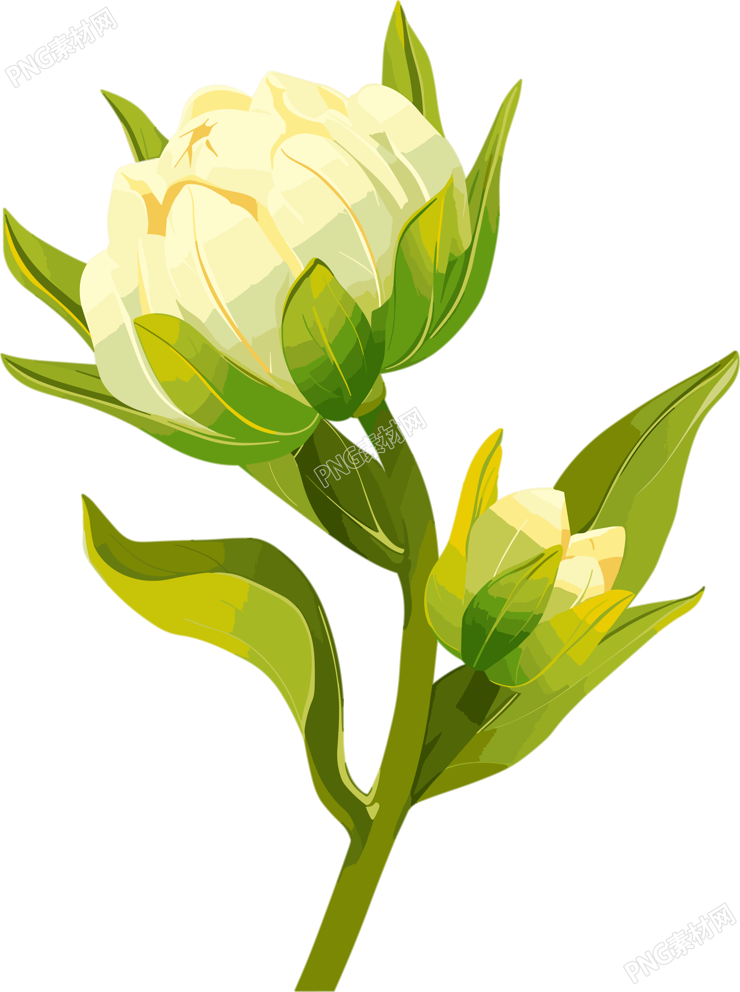 花苞向量插图