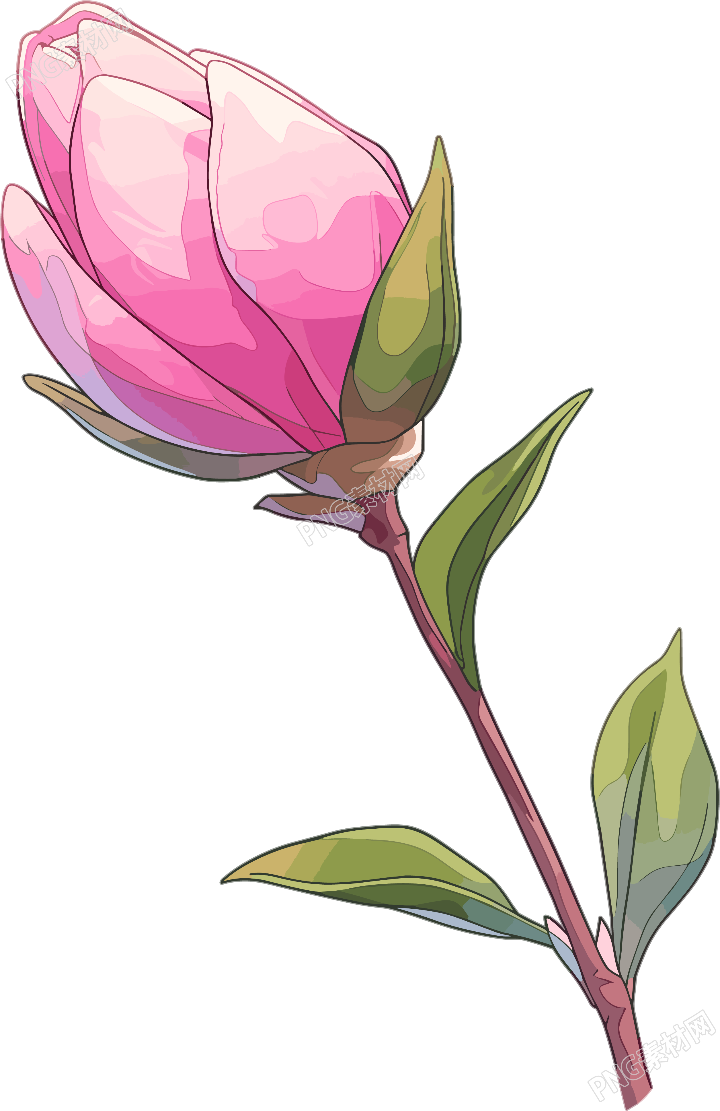 花苞矢量插画