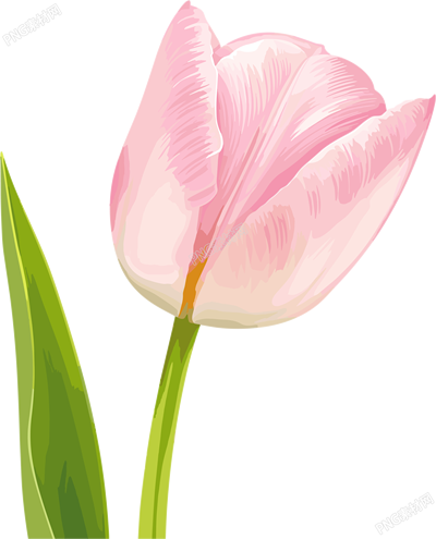 郁金香粉色插畫