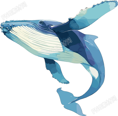 鯨魚(yú)海洋生物插畫(huà)